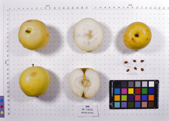 Click for 2 image(s) for this accession.